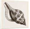 Tulip Fasciolaria by Anonymous