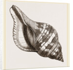 Tulip Fasciolaria by Anonymous