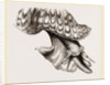 Animal of Triton by Anonymous