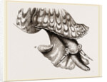 Animal of Triton by Anonymous
