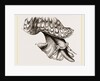 Animal of Triton by Anonymous