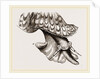 Animal of Triton by Anonymous