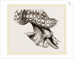 Animal of Triton by Anonymous