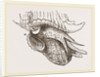 Animal of Murex by Anonymous