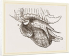 Animal of Murex by Anonymous