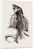 Animal of Strombus by Anonymous
