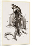 Animal of Strombus by Anonymous