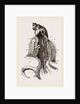 Animal of Strombus by Anonymous