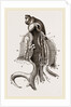 Animal of Strombus by Anonymous