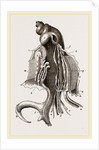 Animal of Strombus by Anonymous
