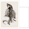 Animal of Strombus by Anonymous