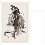 Animal of Strombus by Anonymous