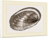 Tuberculated Sea-Ear by Anonymous
