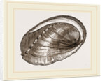 Tuberculated Sea-Ear by Anonymous