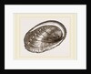 Tuberculated Sea-Ear by Anonymous