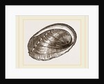 Tuberculated Sea-Ear by Anonymous