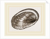Tuberculated Sea-Ear by Anonymous