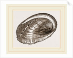 Tuberculated Sea-Ear by Anonymous