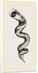 Lumbricoid Vermetus by Anonymous