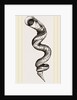 Lumbricoid Vermetus by Anonymous