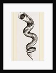 Lumbricoid Vermetus by Anonymous