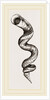 Lumbricoid Vermetus by Anonymous