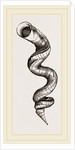 Lumbricoid Vermetus by Anonymous
