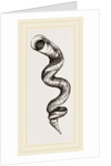 Lumbricoid Vermetus by Anonymous