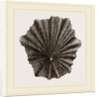 Scutellar Limpet by Anonymous