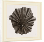 Scutellar Limpet by Anonymous