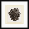 Scutellar Limpet by Anonymous