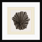 Scutellar Limpet by Anonymous