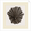 Scutellar Limpet by Anonymous