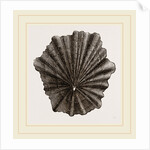 Scutellar Limpet by Anonymous