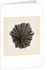 Scutellar Limpet by Anonymous