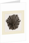 Scutellar Limpet by Anonymous