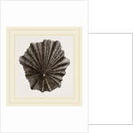 Scutellar Limpet by Anonymous