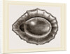 Spoon shaped Limpet by Anonymous