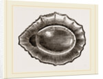 Spoon shaped Limpet by Anonymous