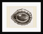 Spoon shaped Limpet by Anonymous