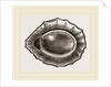 Spoon shaped Limpet by Anonymous