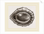 Spoon shaped Limpet by Anonymous
