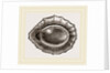 Spoon shaped Limpet by Anonymous