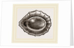 Spoon shaped Limpet by Anonymous