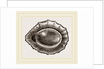 Spoon shaped Limpet by Anonymous