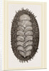 Spiniferous Chiton by Anonymous