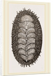 Spiniferous Chiton by Anonymous