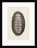 Spiniferous Chiton by Anonymous