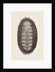 Spiniferous Chiton by Anonymous