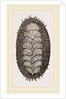 Spiniferous Chiton by Anonymous